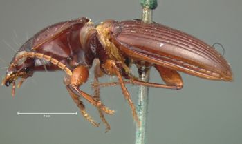 Media type: image;   Entomology 5630 Aspect: habitus lateral view